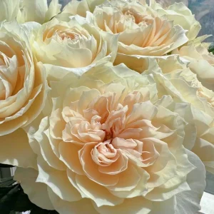 Opera Queen Rose Live Plant - Deep Pink Fragrant Shrub 80-100 cm Tall - Image 3