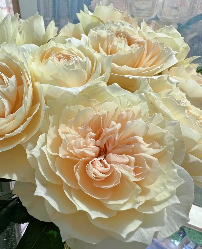 Opera Queen Rose Live Plant - Deep Pink Fragrant Shrub 80-100 cm Tall - Image 3
