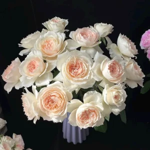 Opera Queen Rose Live Plant - Deep Pink Fragrant Shrub 80-100 cm Tall - Image 4