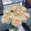 Opera Queen Rose Live Plant - Deep Pink Fragrant Shrub 80-100 cm Tall - Image 1