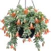 Orange Cotyledon Pendens Live Plant - Trailing Succulent 2" Pot - Image 1
