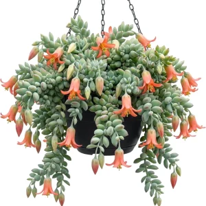 Orange Cotyledon Pendens Live Plant - Trailing Succulent 2