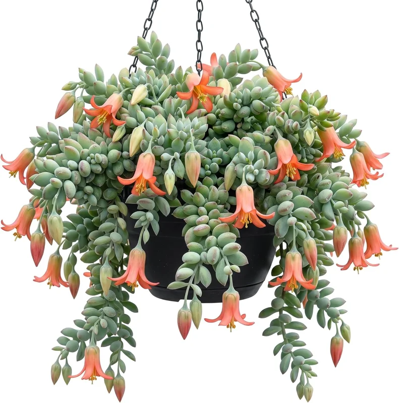 Orange Cotyledon Pendens Live Plant - Trailing Succulent 2" Pot - Image 1