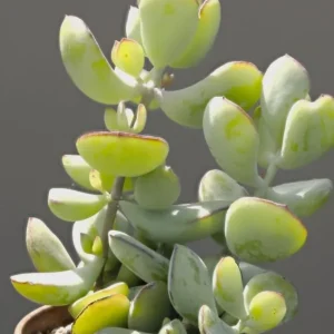 Orange Cotyledon Pendens Live Plant - Trailing Succulent 2