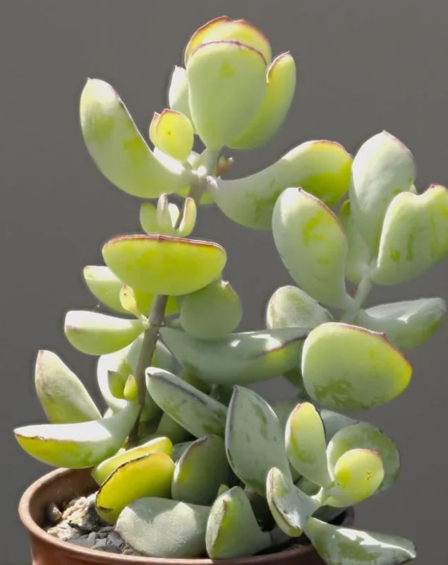 Orange Cotyledon Pendens Live Plant - Trailing Succulent 2" Pot - Image 2