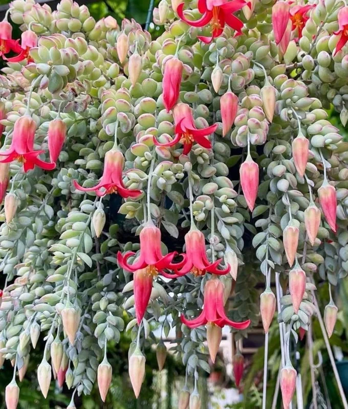 Orange Cotyledon Pendens Live Plant - Trailing Succulent 2" Pot - Image 3