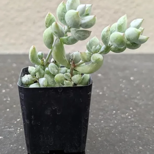 Orange Cotyledon Pendens Live Plant - Trailing Succulent 2" Pot - Image 4