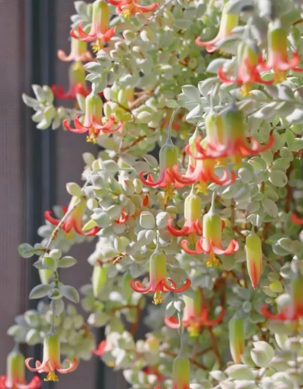 Orange Cotyledon Pendens Live Plant - Trailing Succulent 2" Pot - Image 5