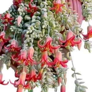 Orange Cotyledon Pendens Live Plant - Trailing Succulent 2