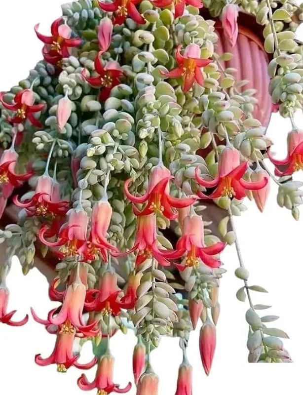Orange Cotyledon Pendens Live Plant - Trailing Succulent 2" Pot - Image 6
