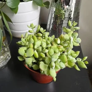 Orange Cotyledon Pendens Live Succulent Plant - Trailing Cliff Cotyledon, 4