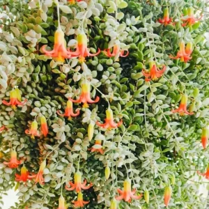 Orange Cotyledon Pendens Live Succulent Plant - Trailing Cliff Cotyledon, 4
