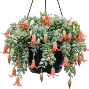 Orange Cotyledon Pendens Live Succulent Plant - Trailing Cliff Cotyledon, 4