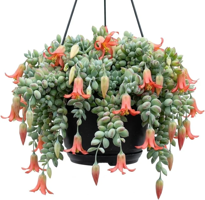 Orange Cotyledon Pendens Live Succulent Plant - Trailing Cliff Cotyledon, 4" Pot - Image 1