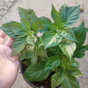 Orange Habanero Pepper Live Plant - 3 Plants for Spicy Peppers - Image 2