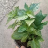 Orange Habanero Pepper Live Plant - 3 Plants for Spicy Peppers - Image 1