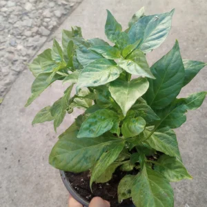 Orange Habanero Pepper Live Plant - 3 Plants for Spicy Peppers - Image 1