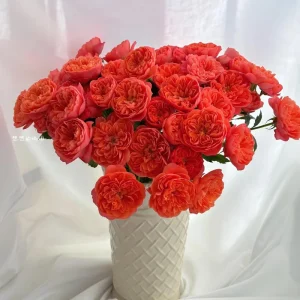Orange Juicy Terrazza Patio Rose Live Plant - Compact, Repeat Blooming, 40-50cm Tall - Image 2
