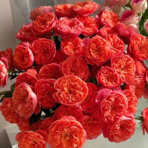 Orange Juicy Terrazza Patio Rose Live Plant - Compact, Repeat Blooming, 40-50cm Tall - Image 3