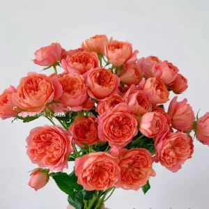 Orange Juicy Terrazza Patio Rose Live Plant - Compact, Repeat Blooming, 40-50cm Tall - Image 4