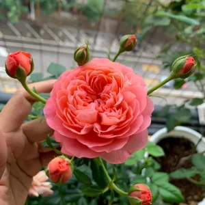 Orange Juicy Terrazza Patio Rose Live Plant - Compact, Repeat Blooming, 40-50cm Tall - Image 5