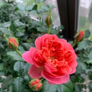 Orange Juicy Terrazza Patio Rose Live Plant - Compact, Repeat Blooming, 40-50cm Tall - Image 6