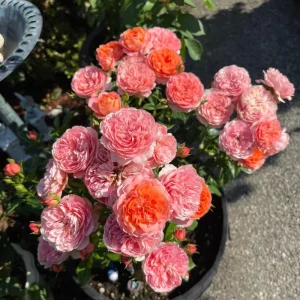 Orange Juicy Terrazza Patio Rose Live Plant - Compact, Repeat Blooming, 40-50cm Tall - Image 7