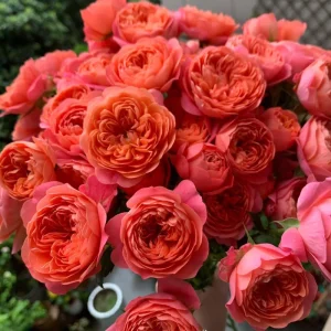 Orange Juicy Terrazza Patio Rose Live Plant - Compact, Repeat Blooming, 40-50cm Tall - Image 1