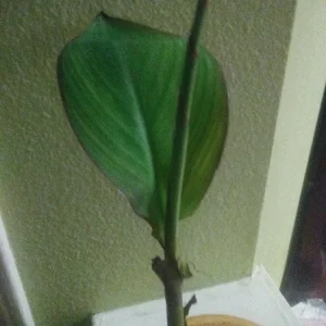 Orange Water Canna Lily Live Plant - 1 Potted Aquatic Plant - Image 2