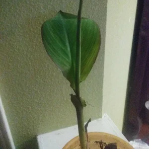 Orange Water Canna Lily Live Plant - 1 Potted Aquatic Plant - Image 3