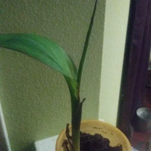 Orange Water Canna Lily Live Plant - 1 Potted Aquatic Plant - Image 4
