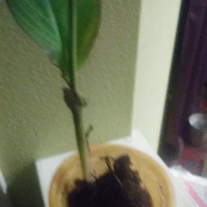Orange Water Canna Lily Live Plant - 1 Potted Aquatic Plant - Image 1