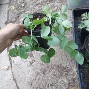 Oregon Giant Snow Peas Live Plant - 6 Pack, 3 inch Pots - Outdoor Vegetable Garden - Image 1