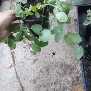 Oregon Sugar Pod Peas Live Plant – 3/6 Set, 3-inch Pot – Outdoor Vegetable - Image 2