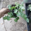 Oregon Sugar Pod Peas Live Plant – 3/6 Set, 3-inch Pot – Outdoor Vegetable - Image 1