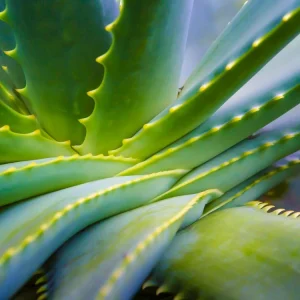 Organic Aloe Vera Live Plant – Medicinal Succulent Starter – 4-8” Tall in 2.5” Pot - Image 2