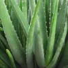 Organic Aloe Vera Live Plant – Medicinal Succulent Starter – 4-8” Tall in 2.5” Pot - Image 1