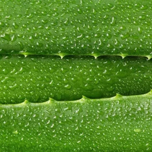 Organic Aloe Vera Live Plant – Medicinal Succulent Starter – 4-8” Tall in 2.5” Pot - Image 3