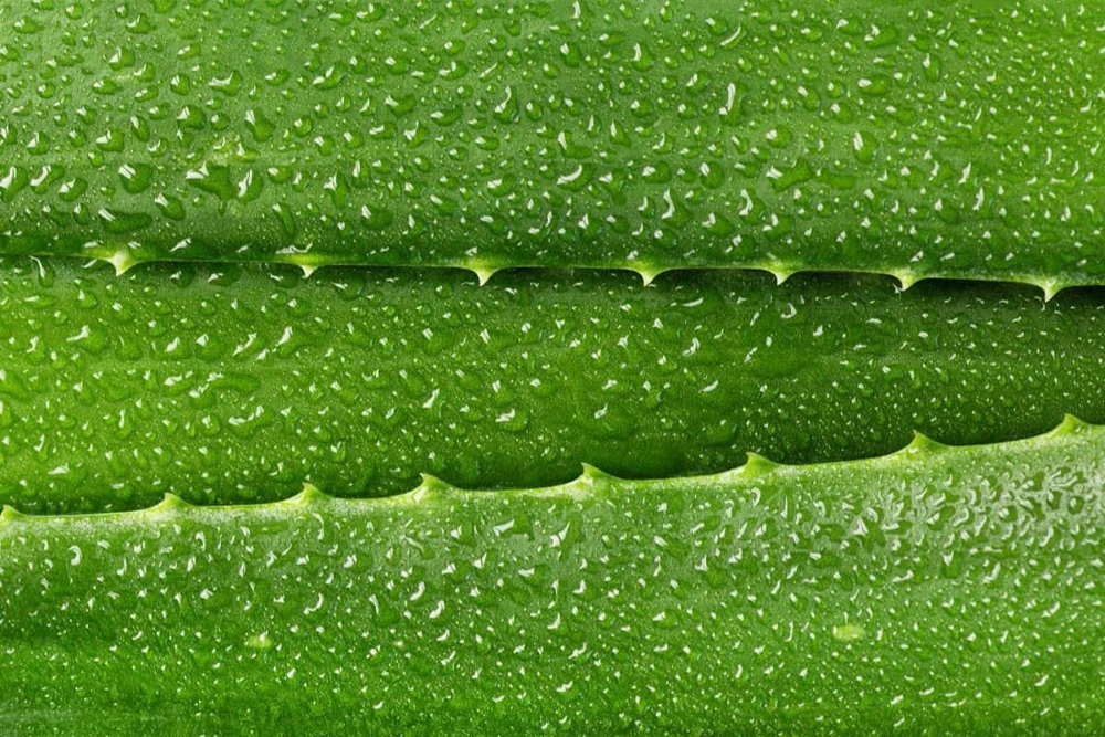 Organic Aloe Vera Live Plant – Medicinal Succulent Starter – 4-8” Tall in 2.5” Pot - Image 3
