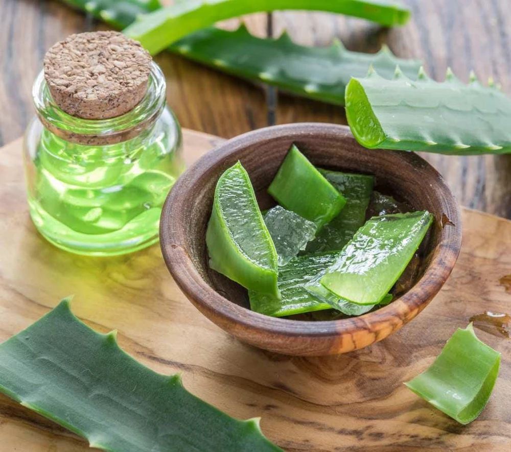 Organic Aloe Vera Live Plant – Medicinal Succulent Starter – 4-8” Tall in 2.5” Pot - Image 5