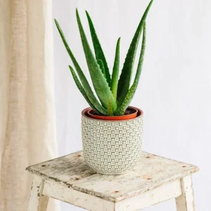 Organic Aloe Vera Live Plant – Medicinal Succulent Starter – 4-8” Tall in 2.5” Pot - Image 6