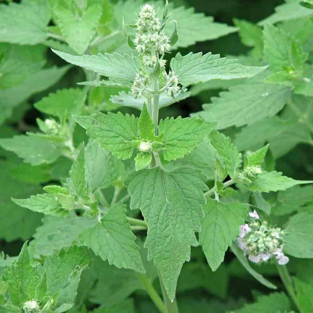 Organic Catnip Live Plant - Nepeta cataria Starter Plant - 3 inch Pot - Image 2