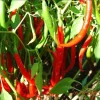 Organic Cayenne Pepper Live Plant – 2 Inch Pot – Fruit & Vegetable - Image 1