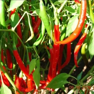 Organic Cayenne Pepper Live Plant – 2 Inch Pot – Fruit & Vegetable - Image 1