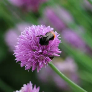 Organic Chives Live Starter Plant - Culinary Herb, 2.5x3.5in Pot - Image 2