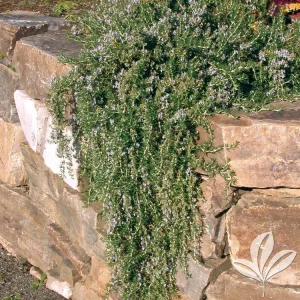 Organic Creeping Rosemary 'Prostratus' Live Herb Plant - 2.5x3.5 inch Pot - Image 4