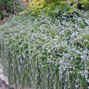 Organic Creeping Rosemary 'Prostratus' Live Herb Plant - 2.5x3.5 inch Pot - Image 1