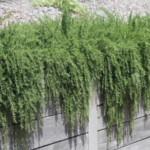Organic Creeping Rosemary 'Prostratus' Live Herb Plant - 2.5x3.5 inch Pot - Image 6