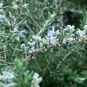 Organic Creeping Rosemary 'Prostratus' Live Herb Plant - 2.5x3.5 inch Pot - Image 7
