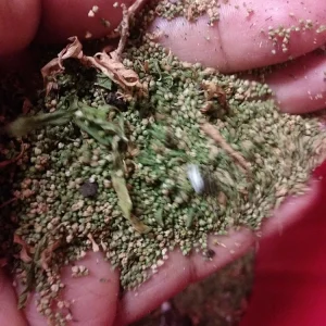 Organic Epazote Seeds (Paico) - 1 Gram Packet, Over 5,000 Herb Seeds - Image 1